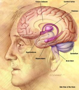 NIA_human_brain_drawing400