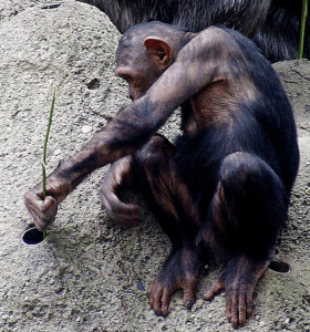 Chimpancé