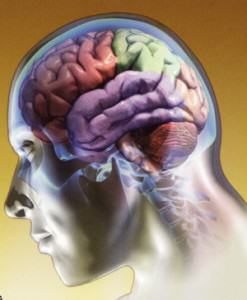 cerebroeduardo 300